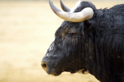 Bull Markets Make Us Look Like Fools